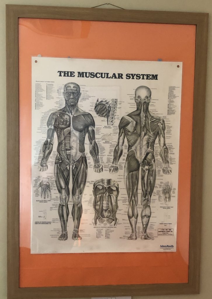 Photo of the muscular system from out Clinic in Trurio, Cornwall. Where we provide Sports massage and Sports Therapy