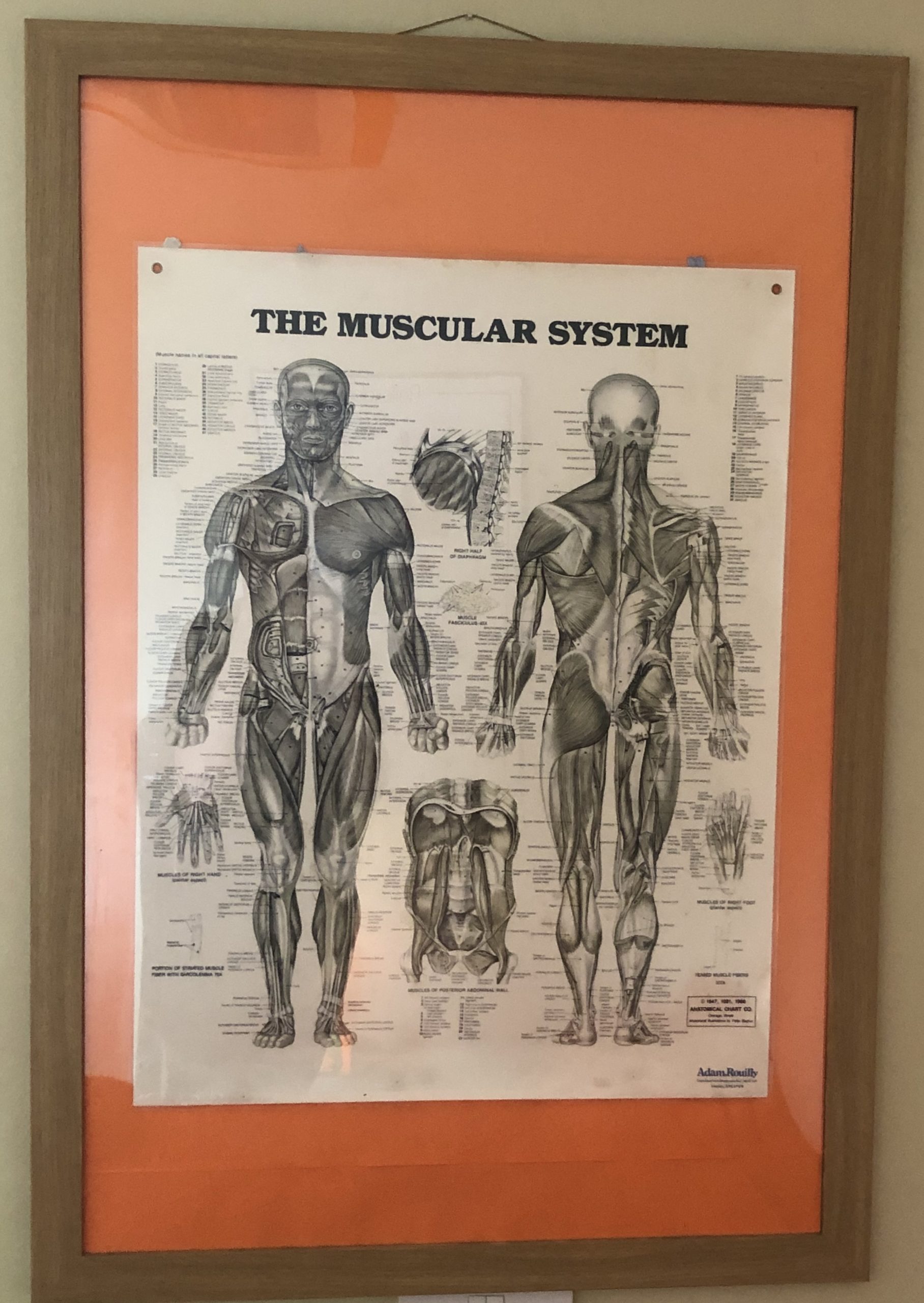 Muscular system Photo of the muscular system from out Clinic in Trurio, Cornwall. Where we provide Sports massage and Sports Therapy